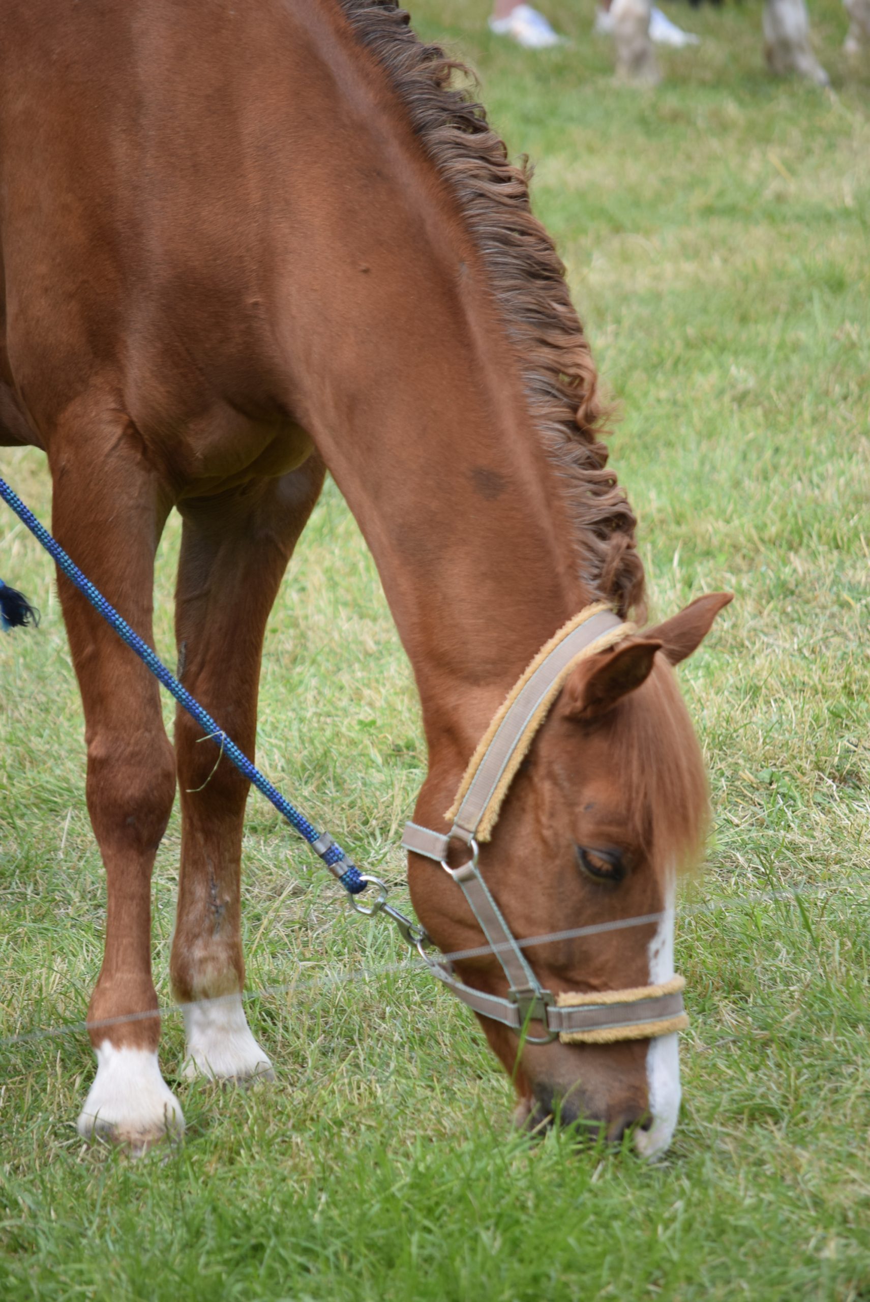 Reitpferd2019 co becrima 